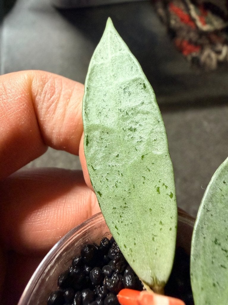 Hoya lacunosa winter pandora, Ophalen of Verzenden, Halfschaduw, Minder dan 100 cm