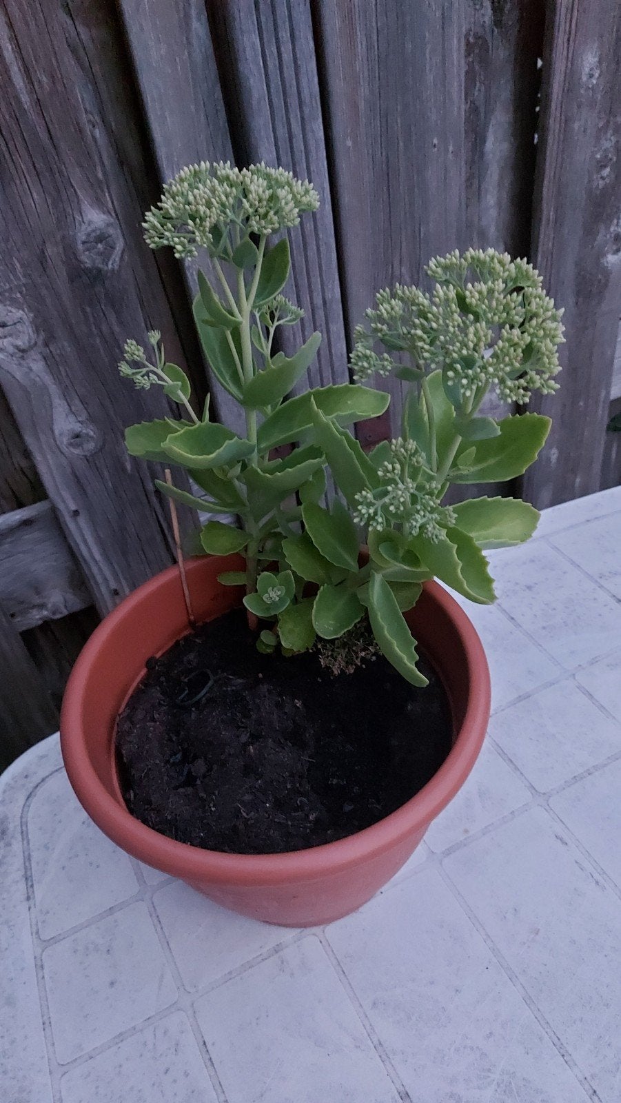 Sedum, Tuin en Terras, Ophalen, Overige soorten, Volle zon