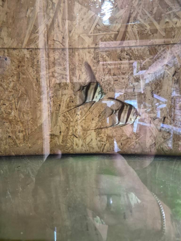 Jonge orinoco altums, Dieren en Toebehoren, Vissen | Aquariumvissen