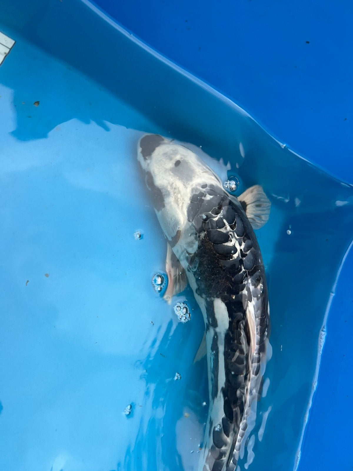 Grote doitsu koi, Dieren en Toebehoren, Karper of Koi