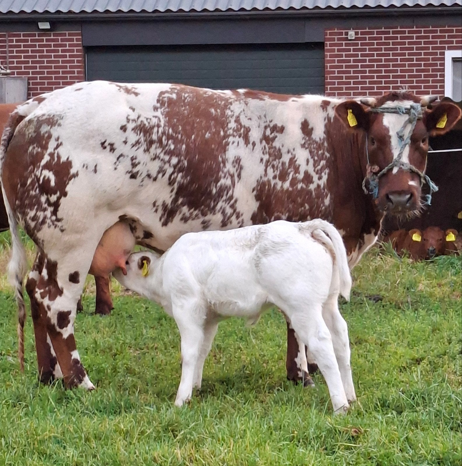 Dikbil vaars met dikbilvaarskalf.Gewijzigd 5 juni, Vrouwelijk