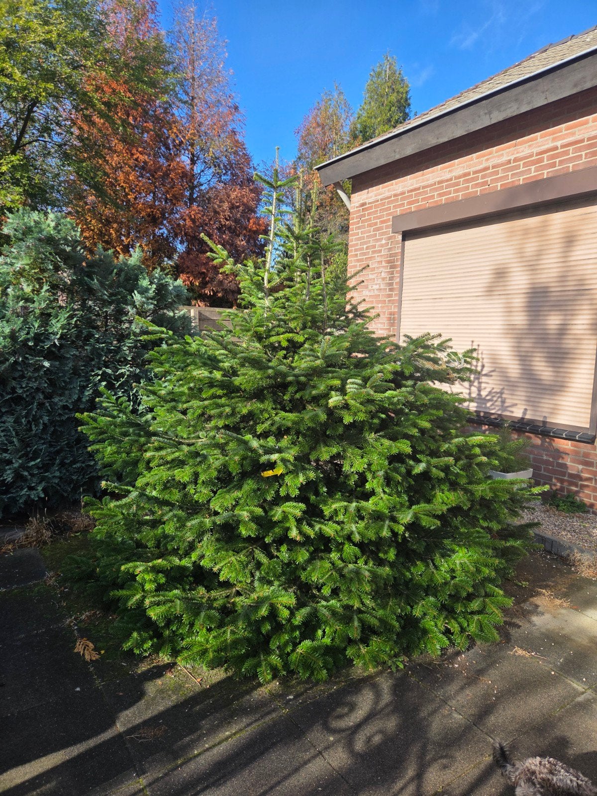 Grote Kerstboom - Nordmann Spar, Tuin en Terras, Bloeit niet, Overige soorten, 250 tot 400 cm, Ophalen