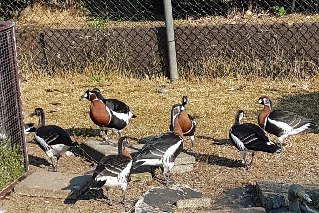 roodhalsgans, Dieren en Toebehoren, Pluimvee, Meerdere dieren, Gans of Zwaan