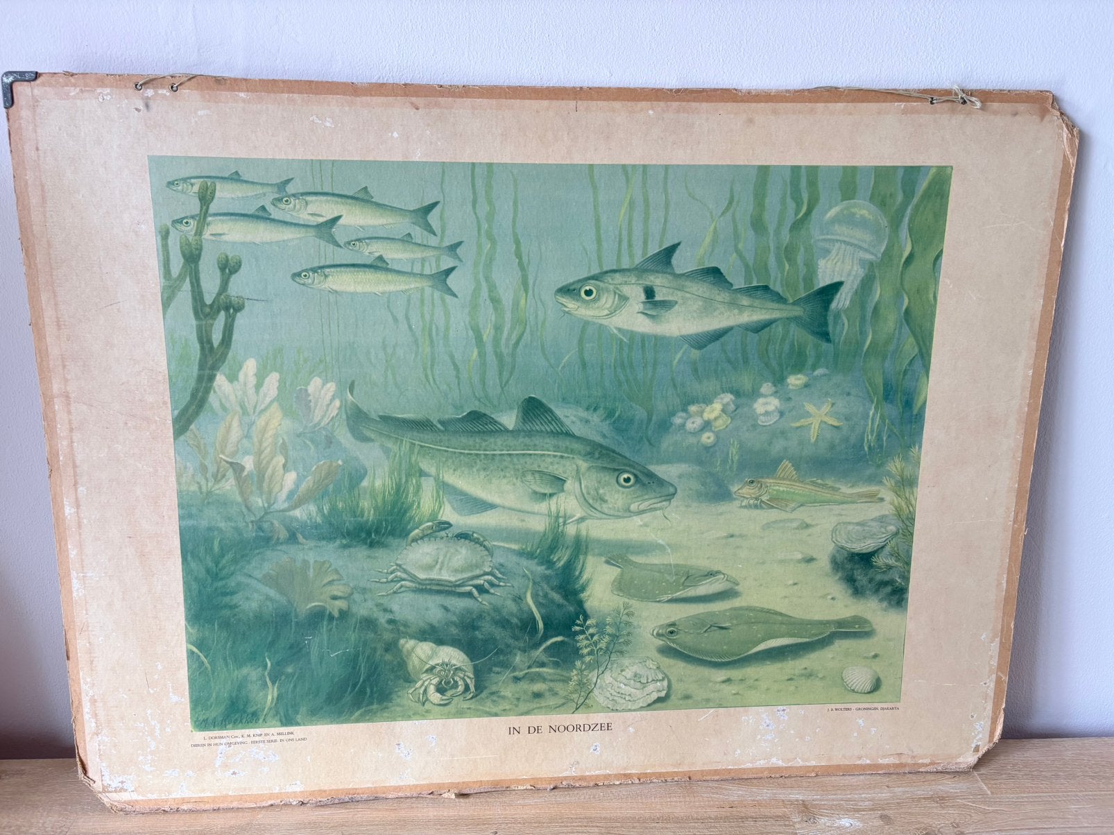 Schoolplaat In de Noordzee en In het duin, Ophalen, Natuur en Biologie