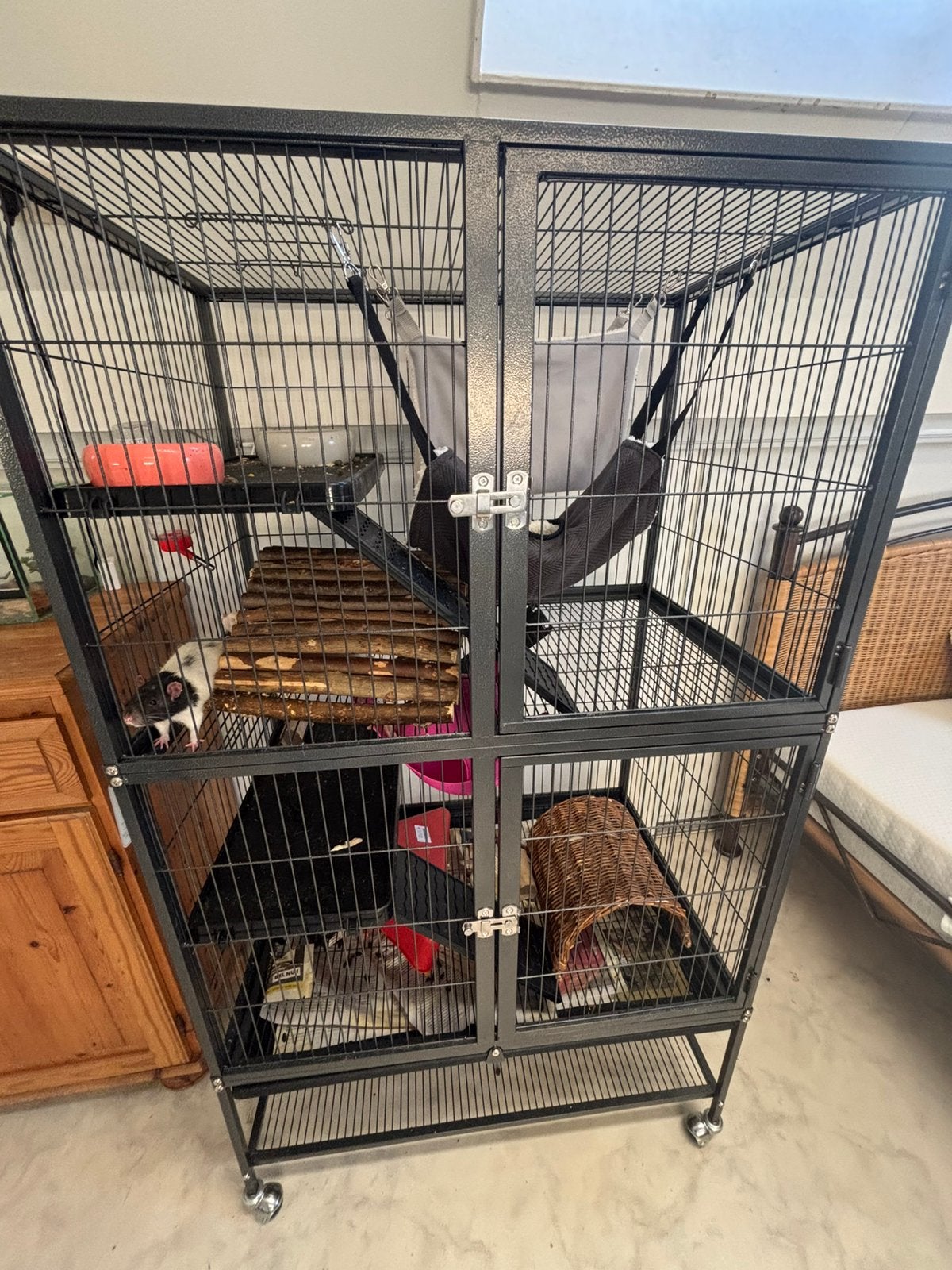 Ratten + Kooi, Ophalen, Kooi, Nieuw, 90 cm of meer
