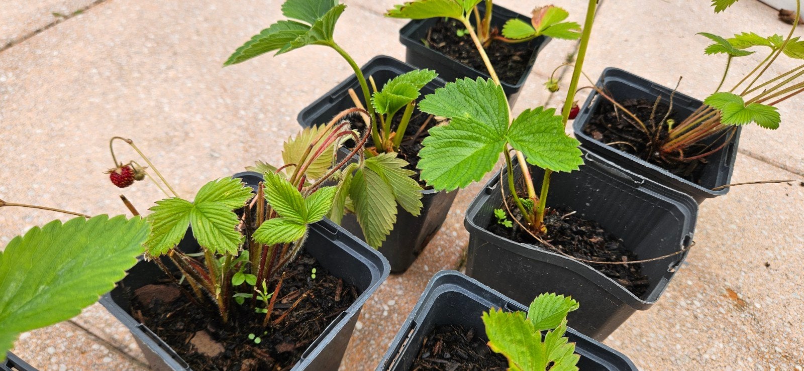 Aardbeiplantjes bio, Tuin en Terras, Planten | Tuinplanten, Ophalen, Groenteplanten, Volle zon