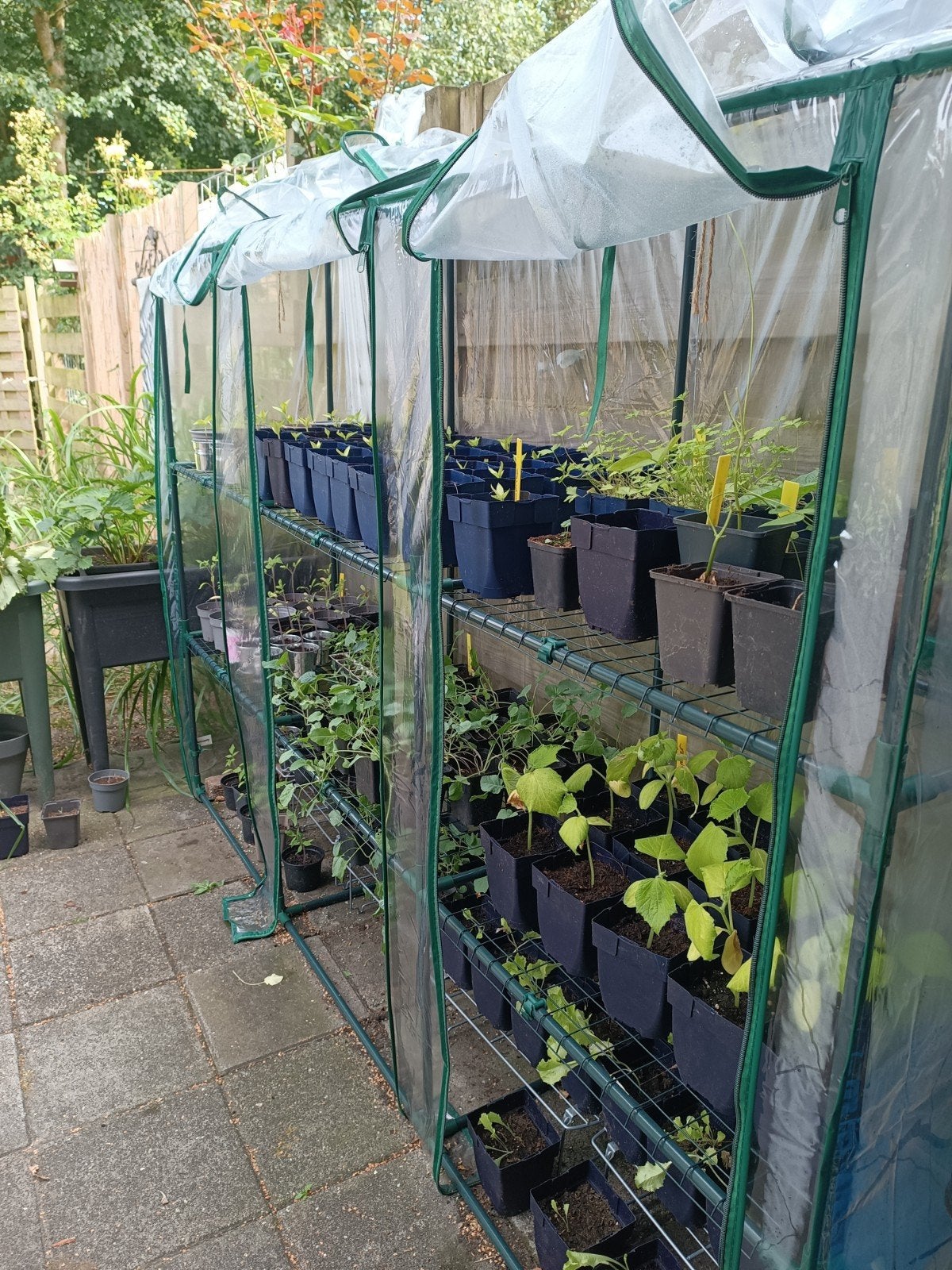 Tomaat, Paprika of Komkommer Stekjes - Vers en Gezond, Tuin en Terras, Ophalen, Eenjarig, Groenteplanten, Volle zon