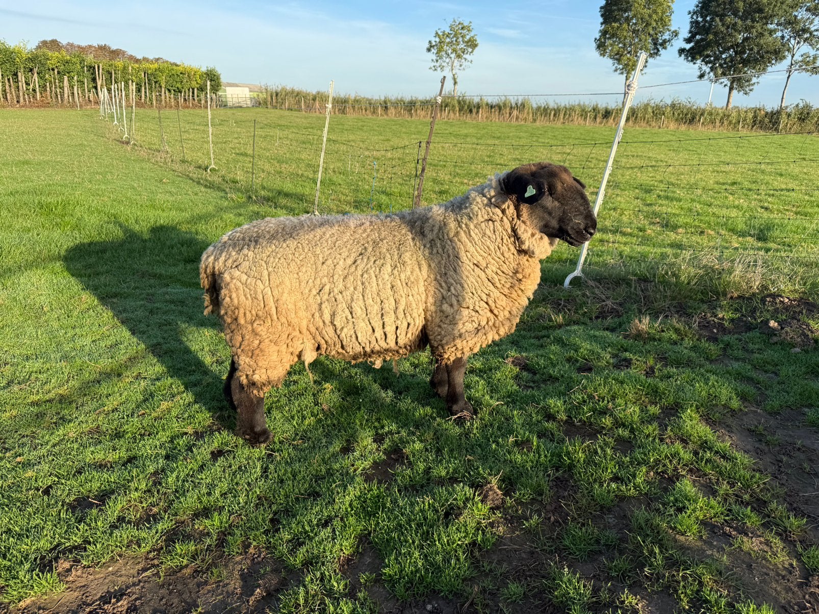 Suffolk dekram, Dieren en Toebehoren, Mannelijk, Schaap, 3 tot 5 jaar