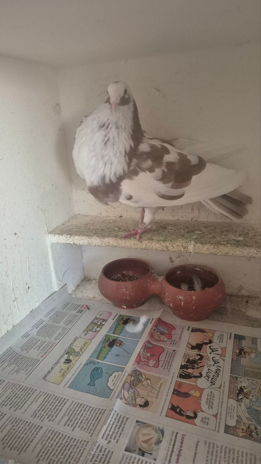 Mooie duif, Vrouwelijk, Kropper