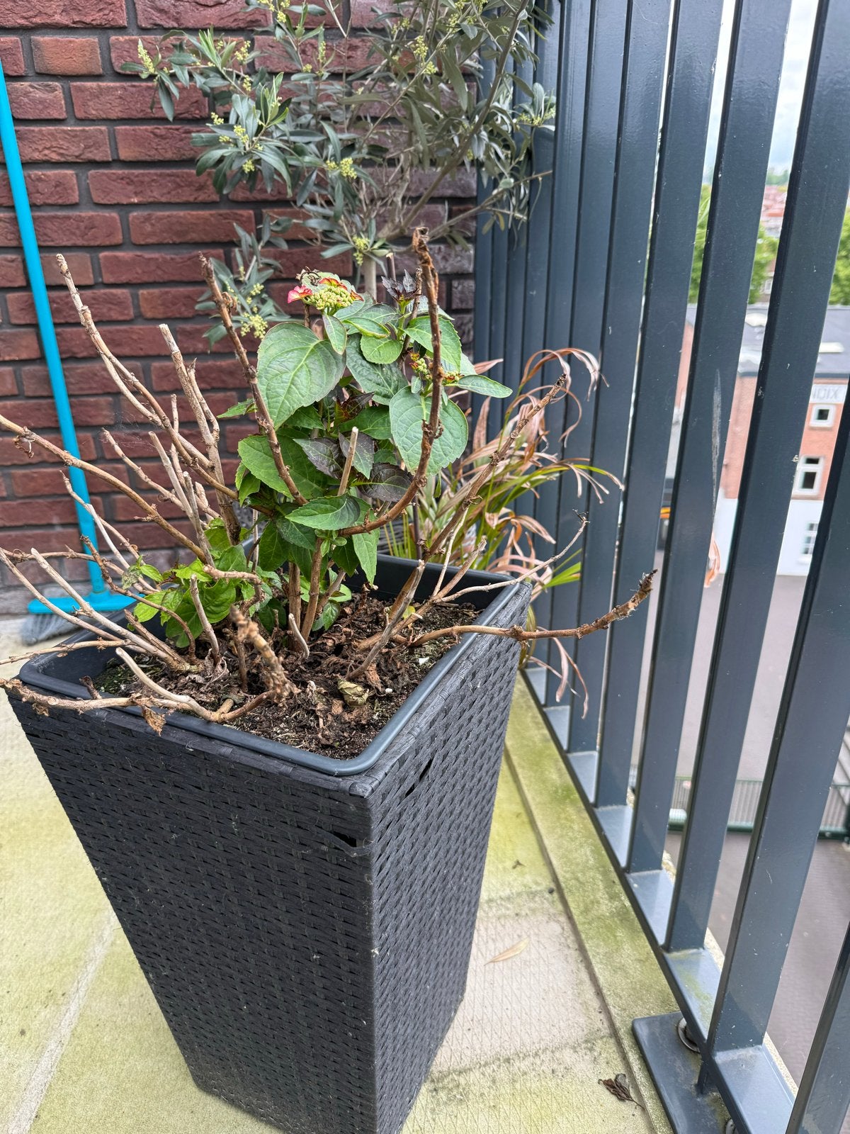 Zwarte kunststof bloempot, hoog model, Kunststof, Gebruikt, Balkon, Minder dan 60 cm