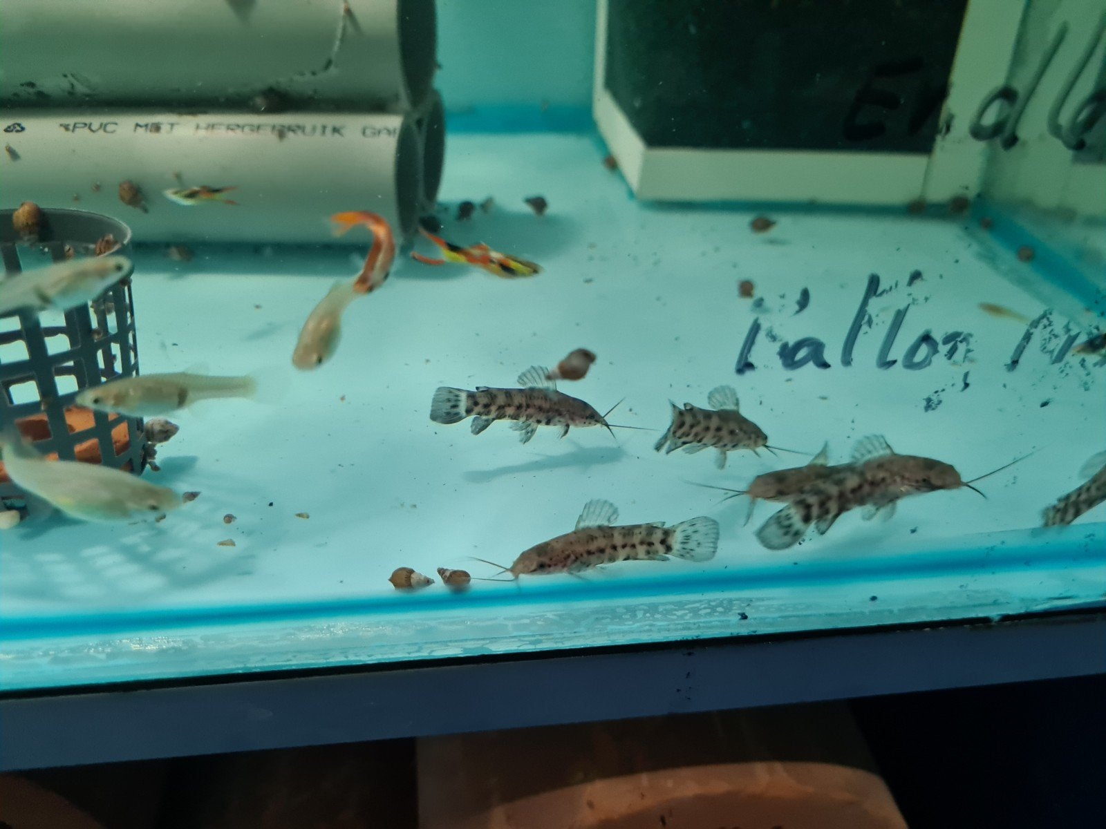 Kwi kwi meervallen, Hoplosternum Thoracatum, pantsermeerval
