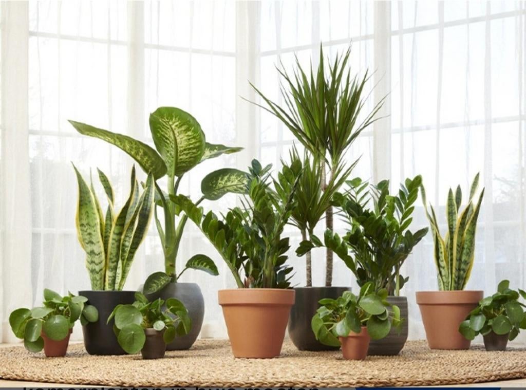 Gezocht gratis kamerplanten, Huis en Inrichting, Ophalen of Verzenden