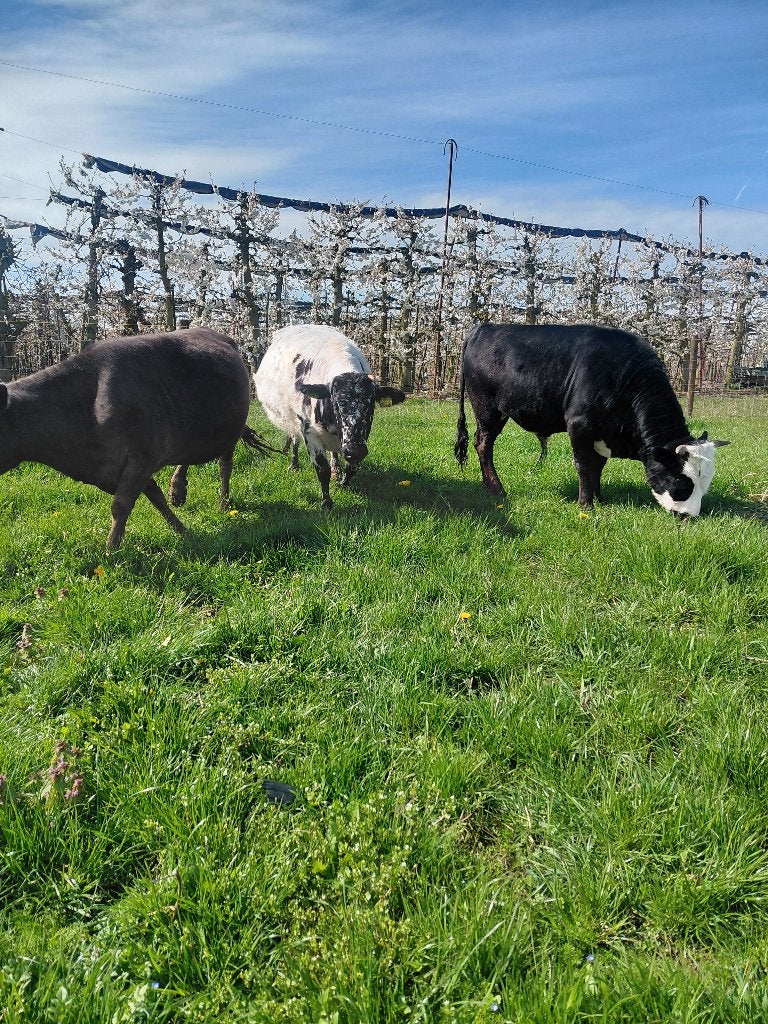 Mini runderen, Dieren en Toebehoren, Meerdere dieren