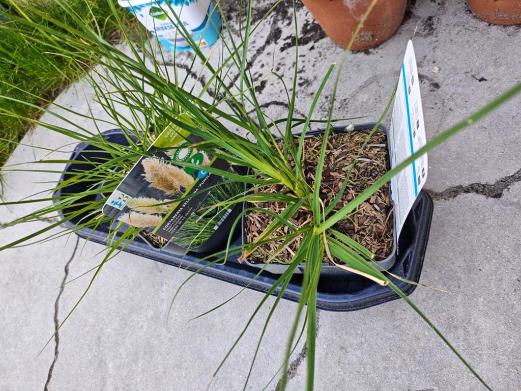 2x pampas gras, Tuin en Terras, Planten | Tuinplanten, Ophalen, Volle zon