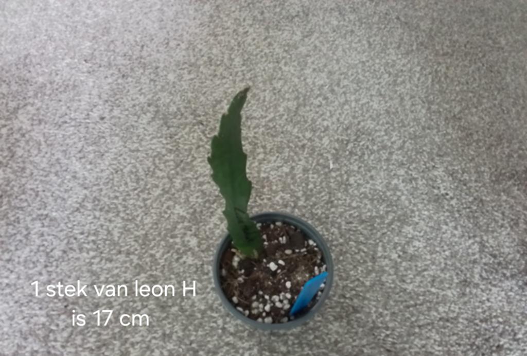 1 gewortelde epiphyllum stek leon hendrik, Huis en Inrichting, Minder dan 100 cm, Halfschaduw, Ophalen of Verzenden, In pot