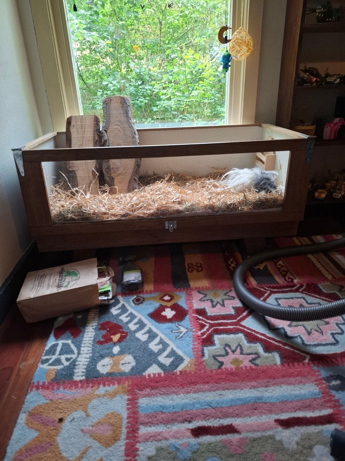 2 cavia's met hokje, Cavia, Februari, Mannelijk, Tam