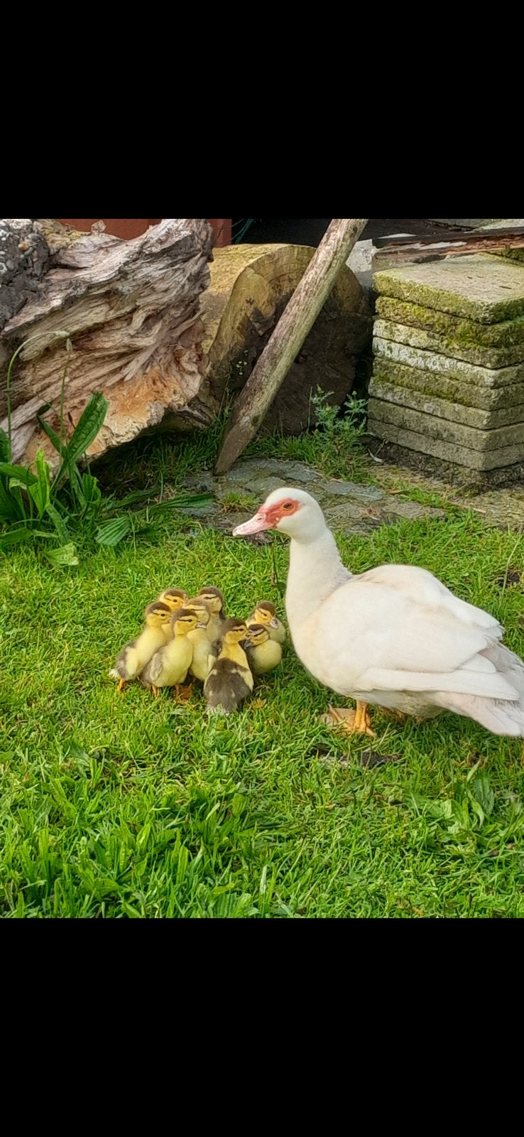 Muskus eenden kuikens te koop, Dieren en Toebehoren, Pluimvee, Eend