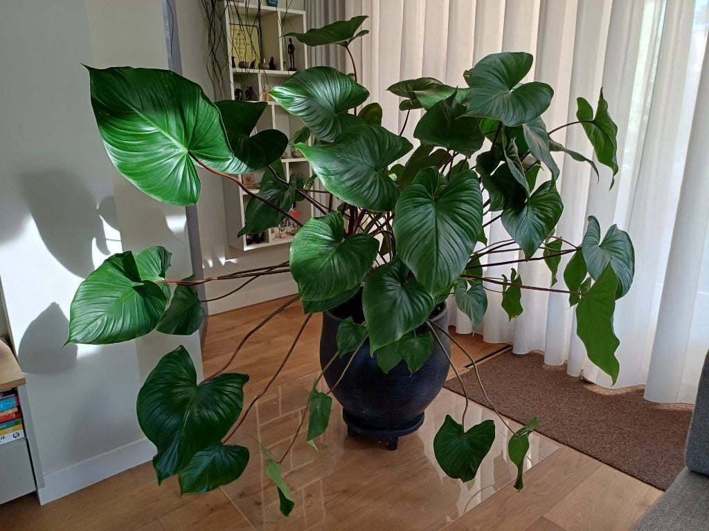 buitenkansje:  mooie grote kamerplant; Homalomena rubescens, Ophalen, 100 tot 150 cm, Overige soorten, Halfschaduw