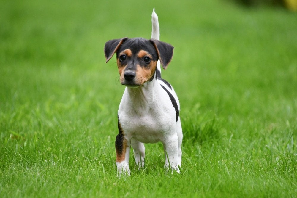 Jack Russell pups te koop, Buitenland, Parvo, Meerdere, Meerdere dieren