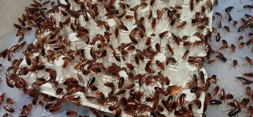 Dubia en Kakkerlakken – Voedseldieren, Dieren en Toebehoren, Insecten en Spinnen, Overige soorten
