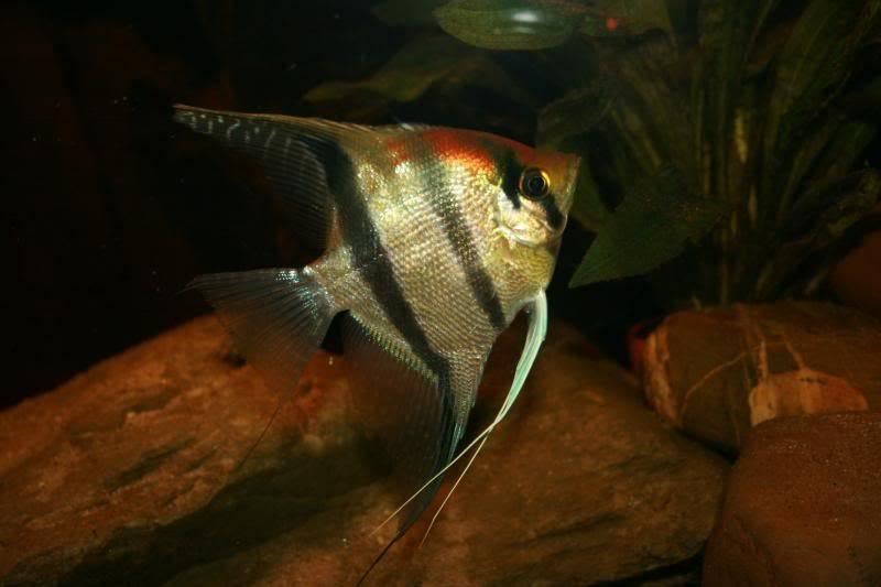 Zuid Amerikaanse Cichliden: Pterophyllum scalare Red Back, Dieren en Toebehoren, Vissen | Aquariumvissen, Vis, Zoetwatervis