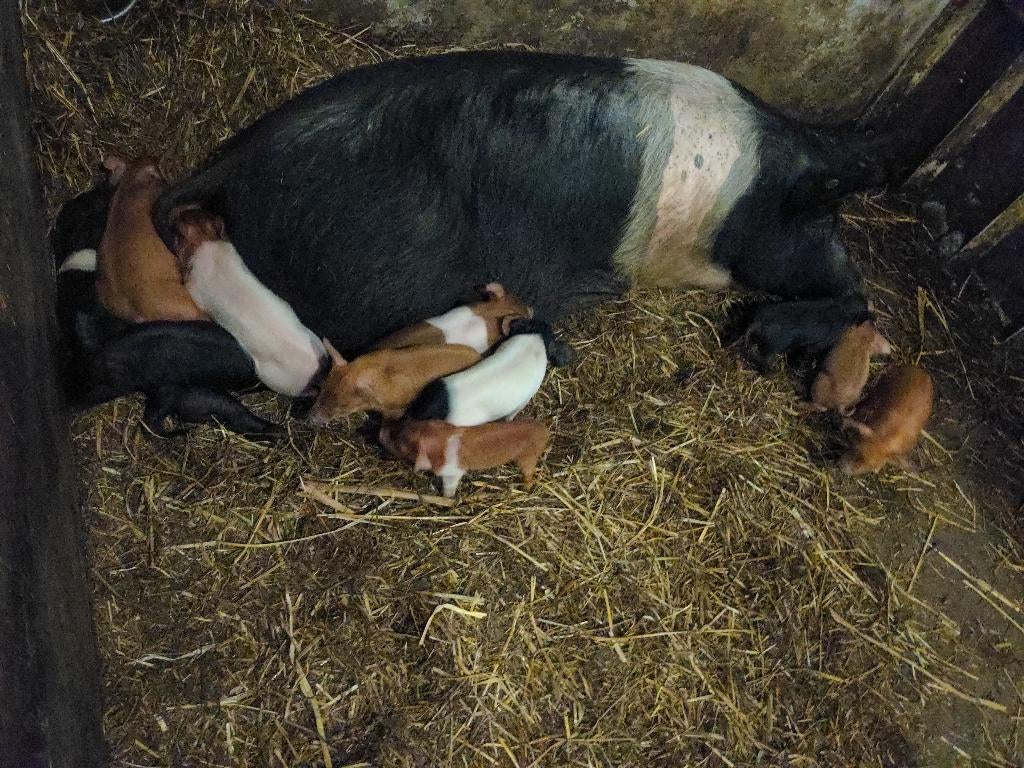 Husumer biggen, ze zijn er weer! mogen 18 april weg €.100,-, Dieren en Toebehoren, Meerdere dieren, Varken, 0 tot 2 jaar