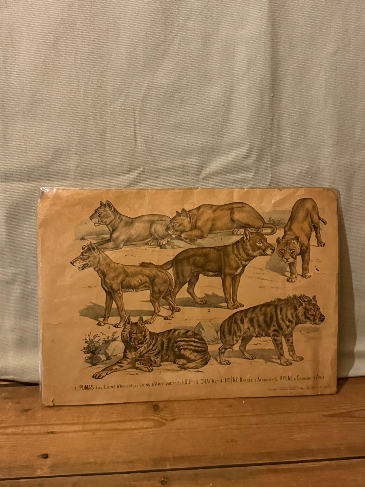 Vitage dieren olaat, Ophalen of Verzenden