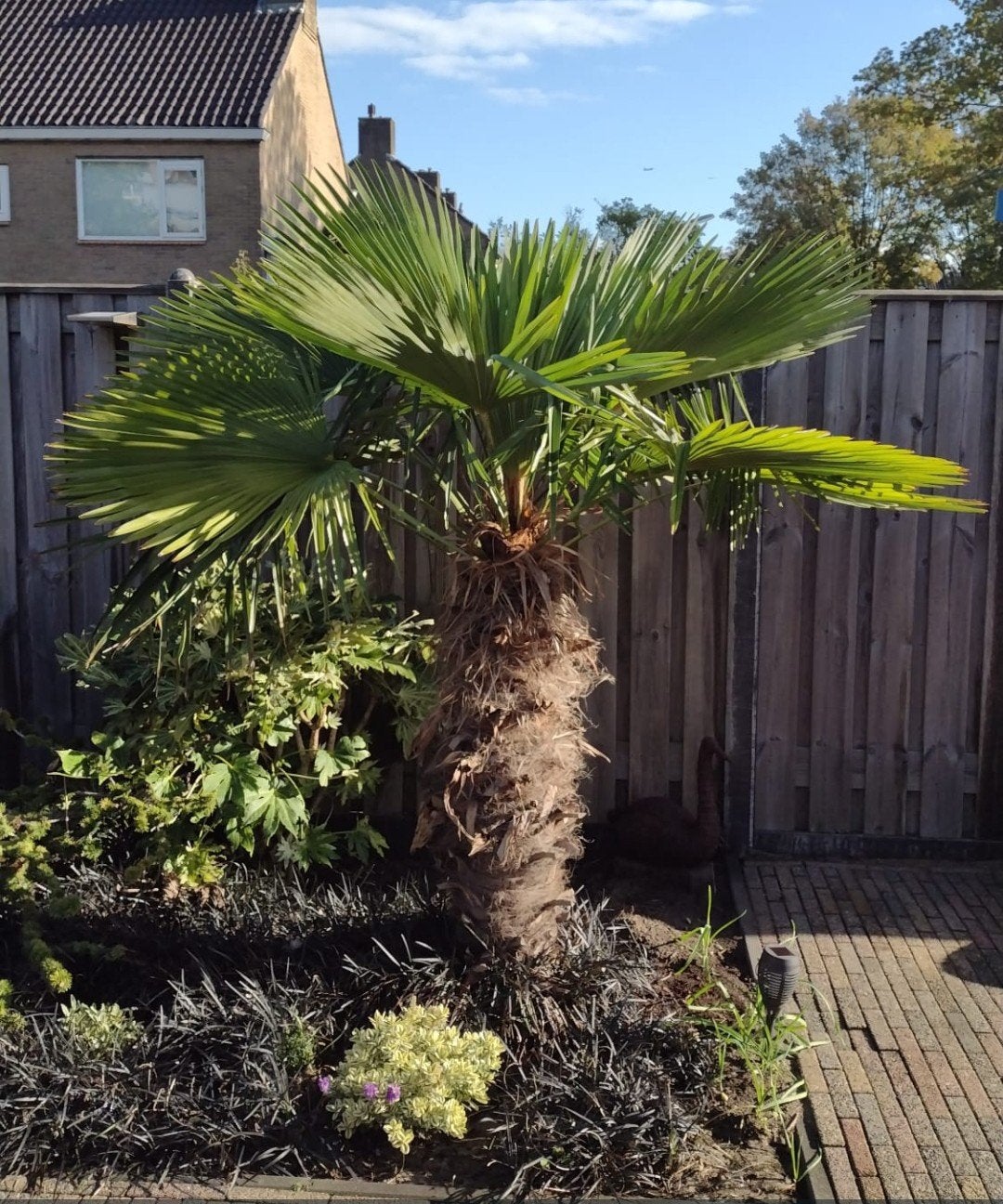 Mooie palmboom voor in de tuin, Overige soorten, Volle zon, Vaste plant, Ophalen of Verzenden