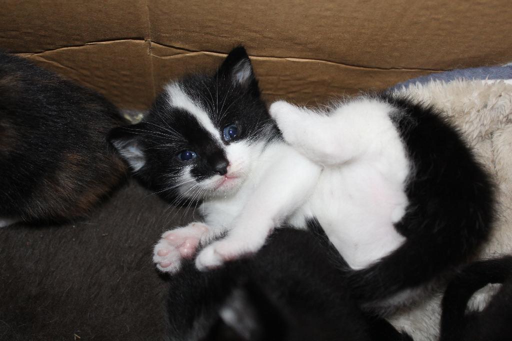 Lieve kittens te koop, Geslacht onbekend, Ontwormd, 0 tot 2 jaar