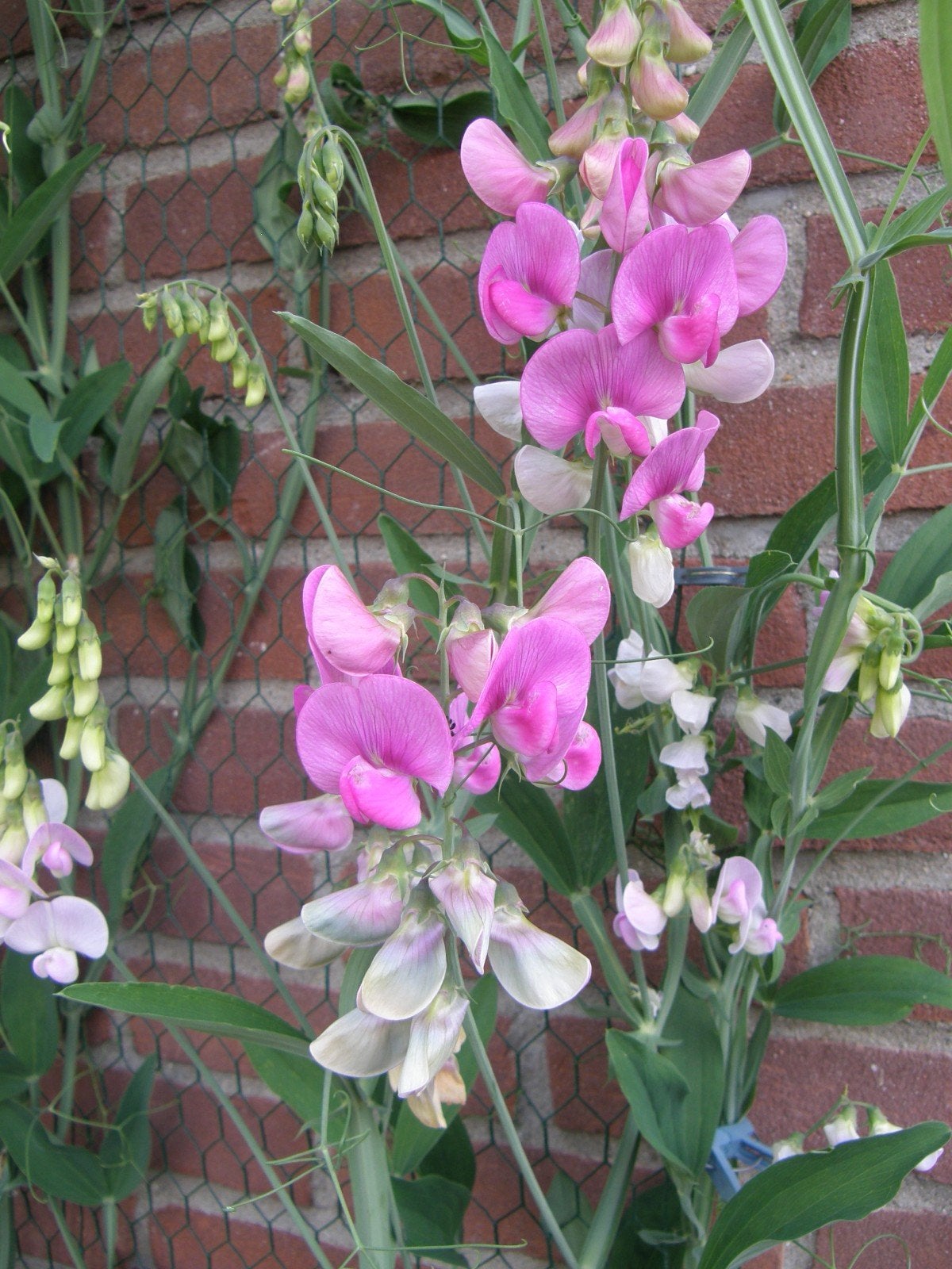 Lathyrus Latifolius Pearl Mix zaden, Verzenden, Volle zon