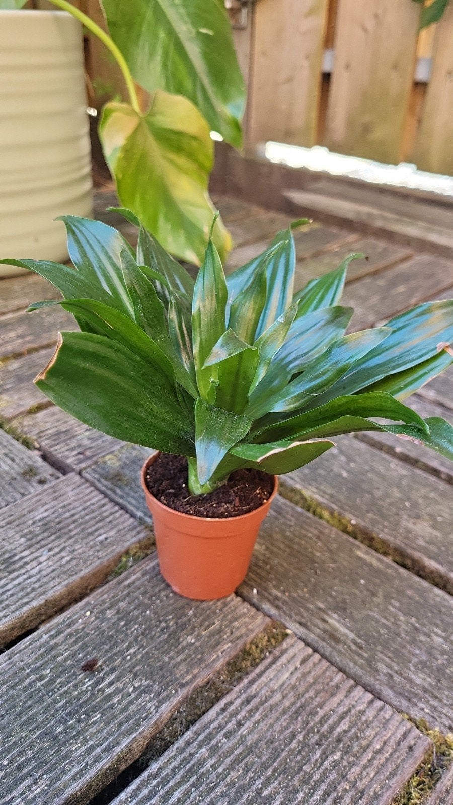 Dracaena Compacta, Overige soorten, In pot, Minder dan 100 cm, Groene kamerplant