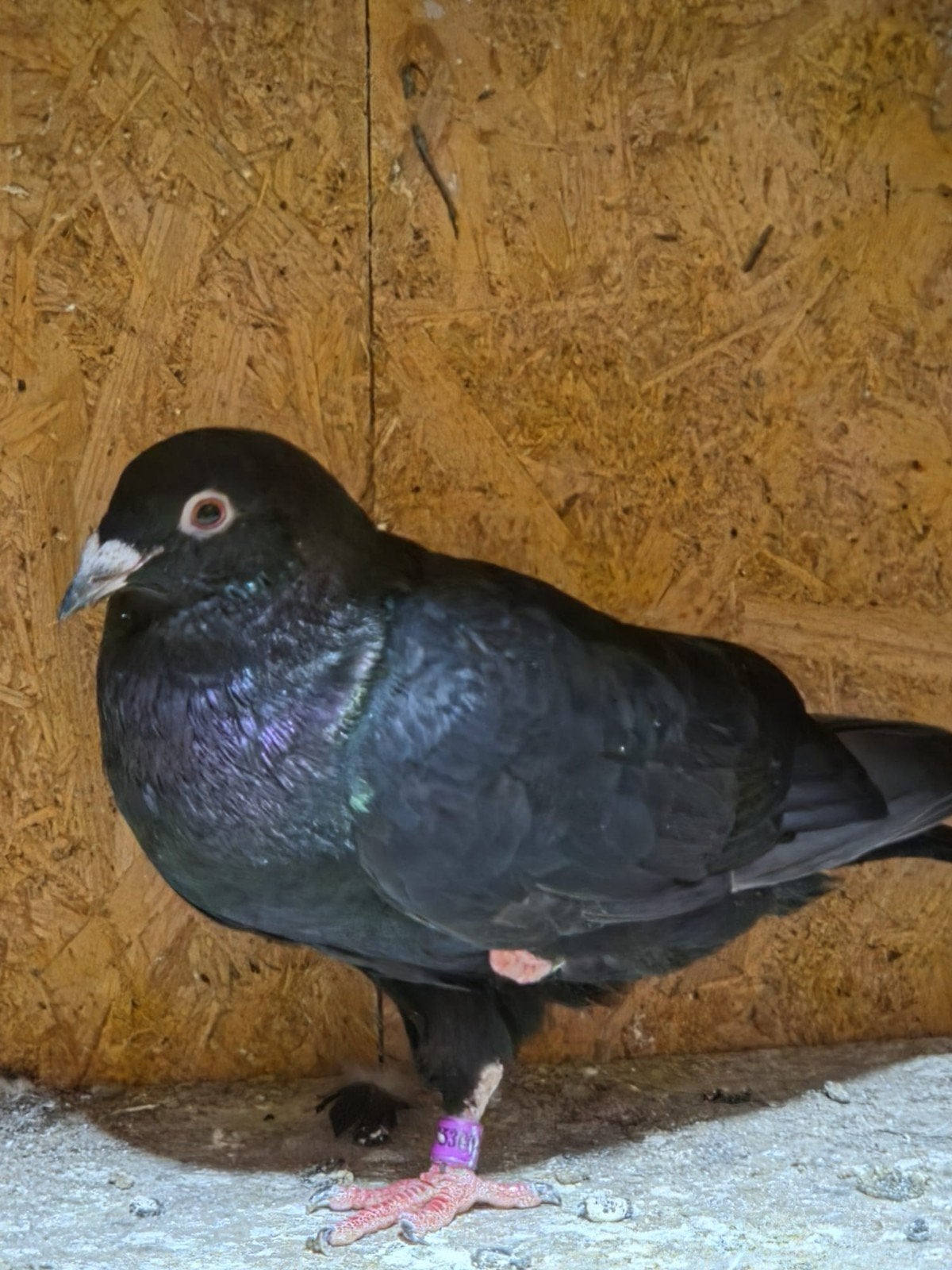 Jonge postduiven 7 stuks, Dieren en Toebehoren, Vogels | Duiven