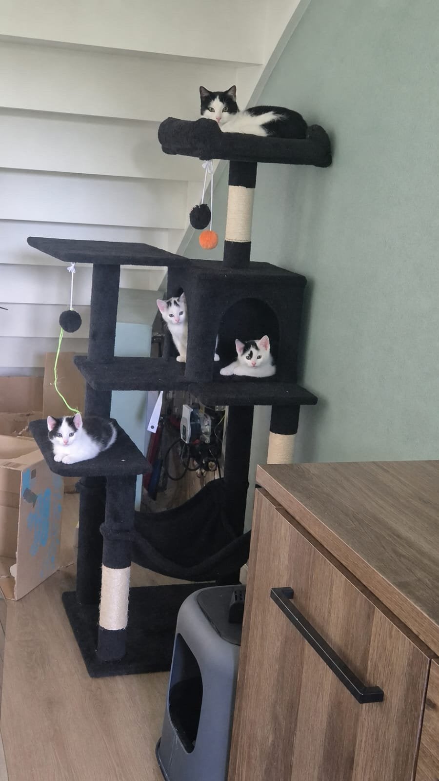 Kittens, Dieren en Toebehoren, Meerdere dieren