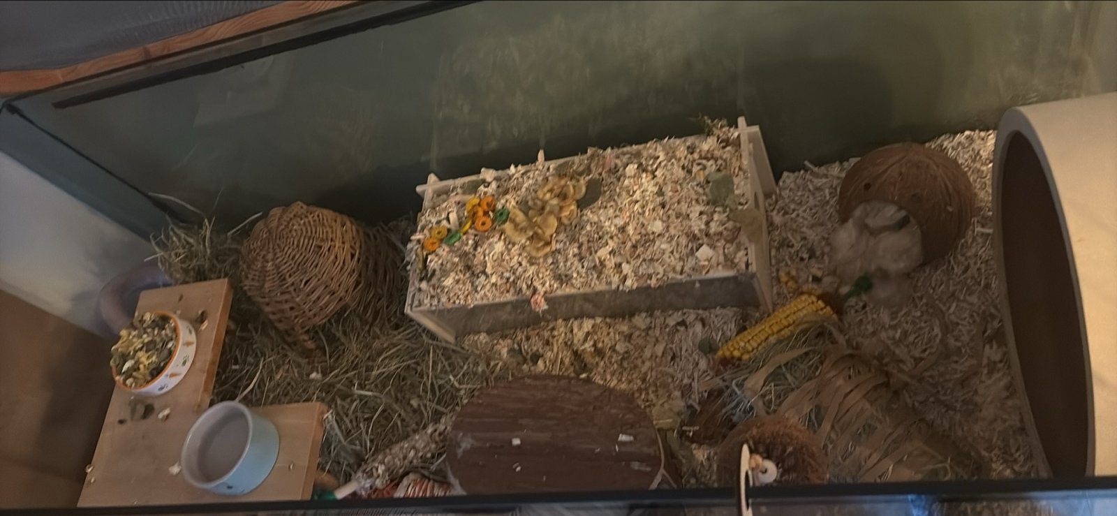 Goudhamster met alle toebehoren, Dieren en Toebehoren, Knaagdieren, Hamster, Juni, Vrouwelijk, Tam