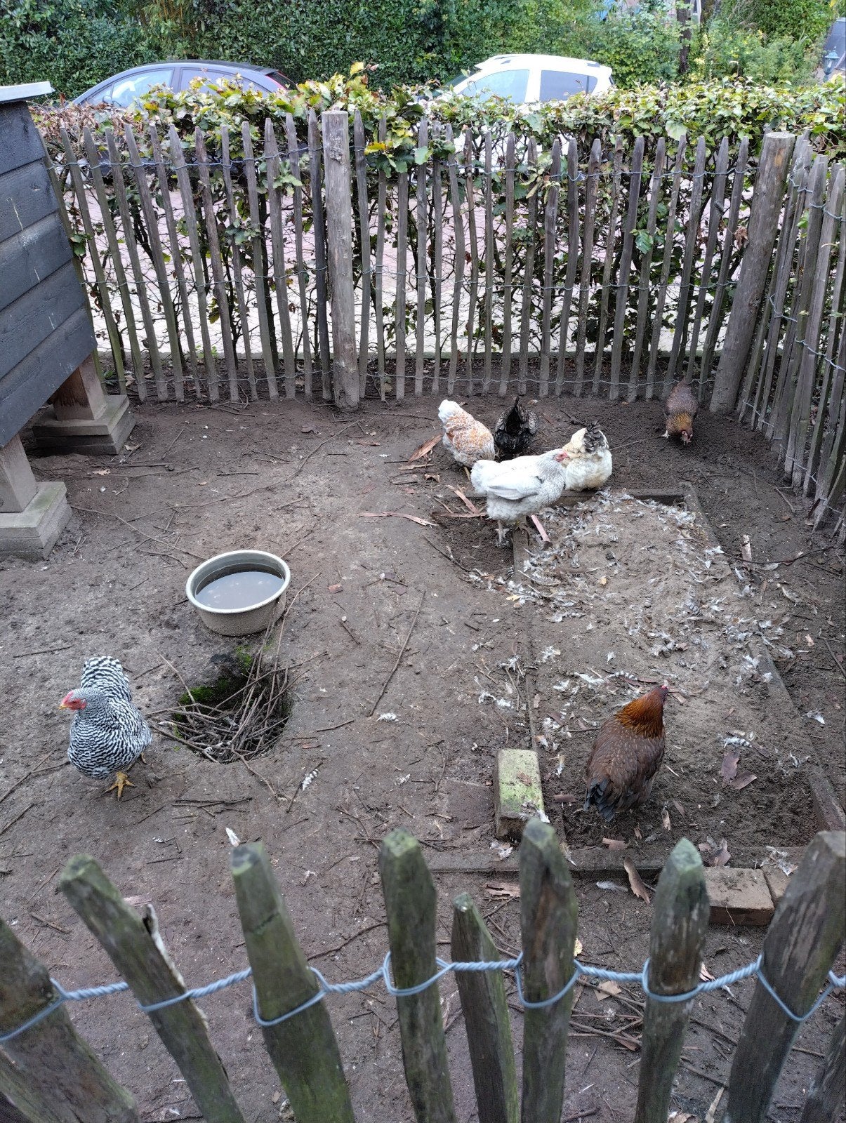 7 jonge kriel hennen, 4 wyandotte, 1 Barnevelder, 2 Welsumer, Dieren en Toebehoren, Vrouwelijk, Kip