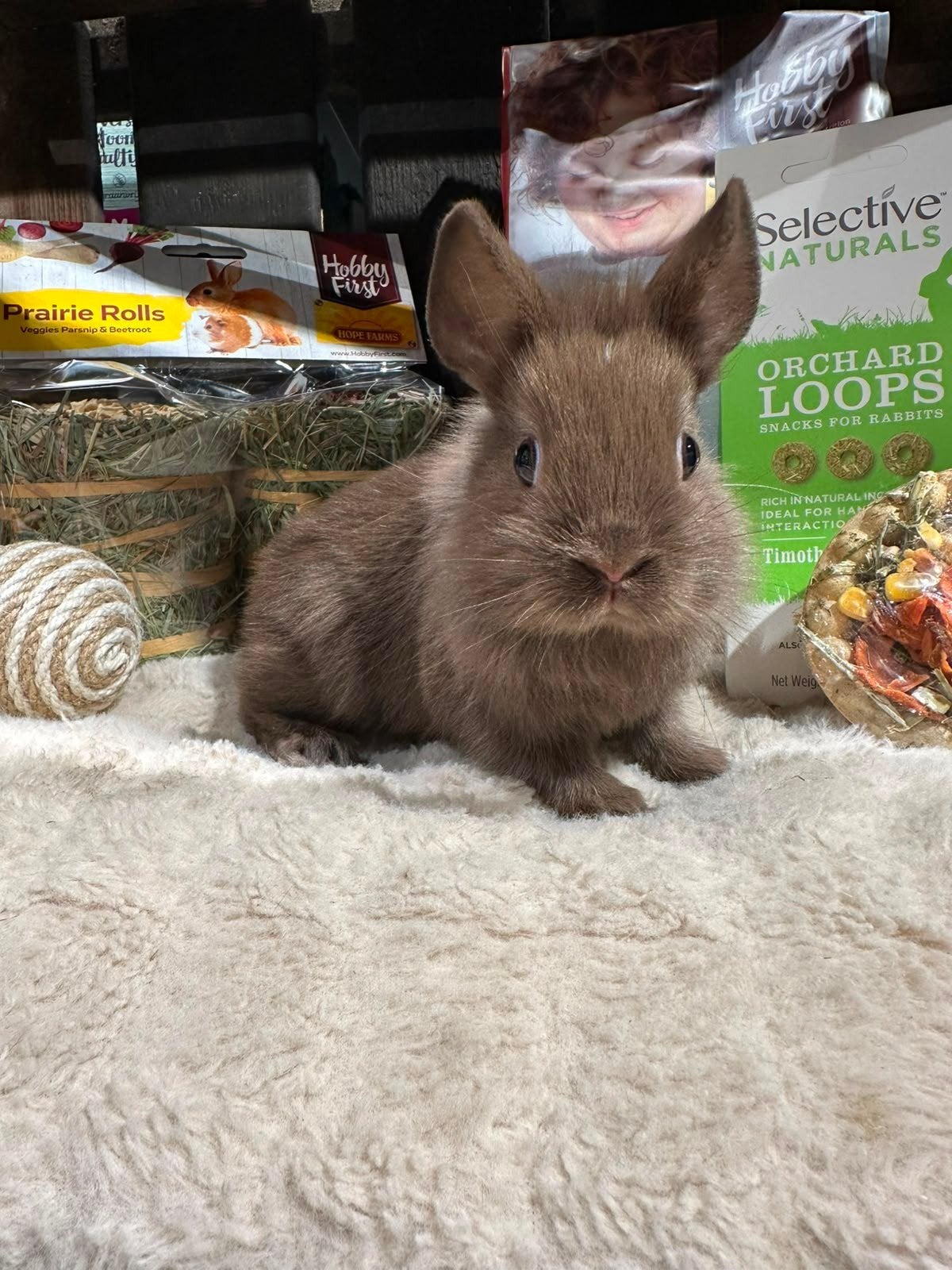 Konijntjes jong super lief en super tam, Meerdere dieren, Dwerg