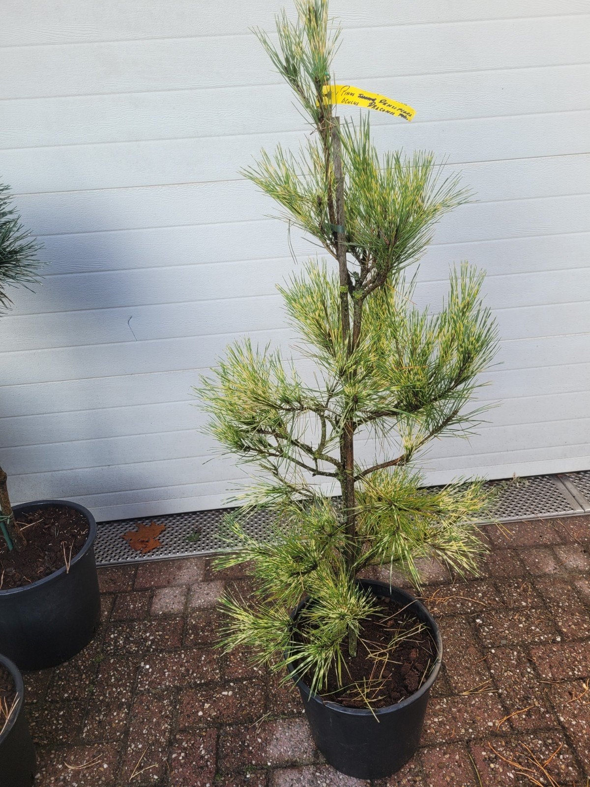 Pinus Den Oculi 120cm - Japanse Bonte Dennenboom, Tuin en Terras, Bloeit niet, Overige soorten, 100 tot 250 cm, Ophalen