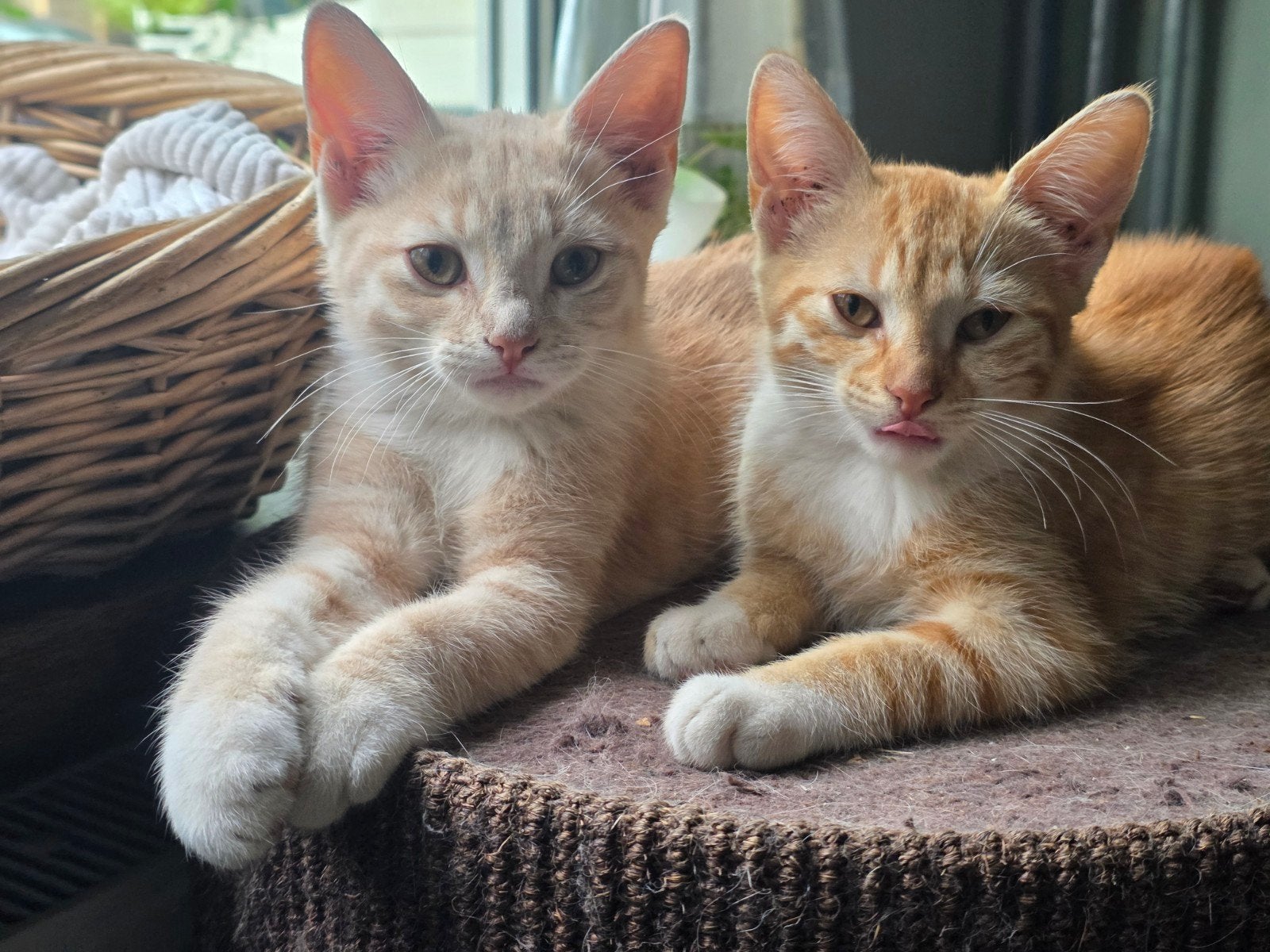 rood poesje en creme kleurig katertje, Dieren en Toebehoren, Katten en Kittens | Overige Katten, Meerdere dieren, Kortharig, 0 tot 2 jaar