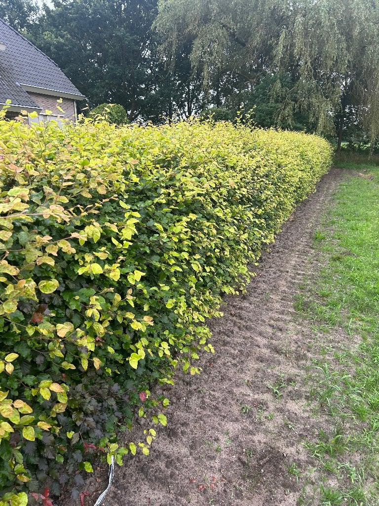 Beukenhaag, Ophalen, Beukenhaag, Haag, 100 tot 250 cm