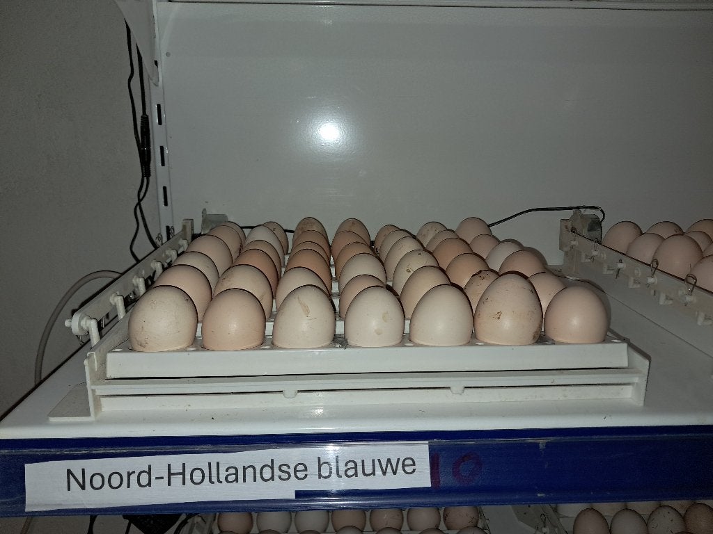 Noord Hollandse blauwe broedeieren, Dieren en Toebehoren, Pluimvee, Geslacht onbekend, Kip