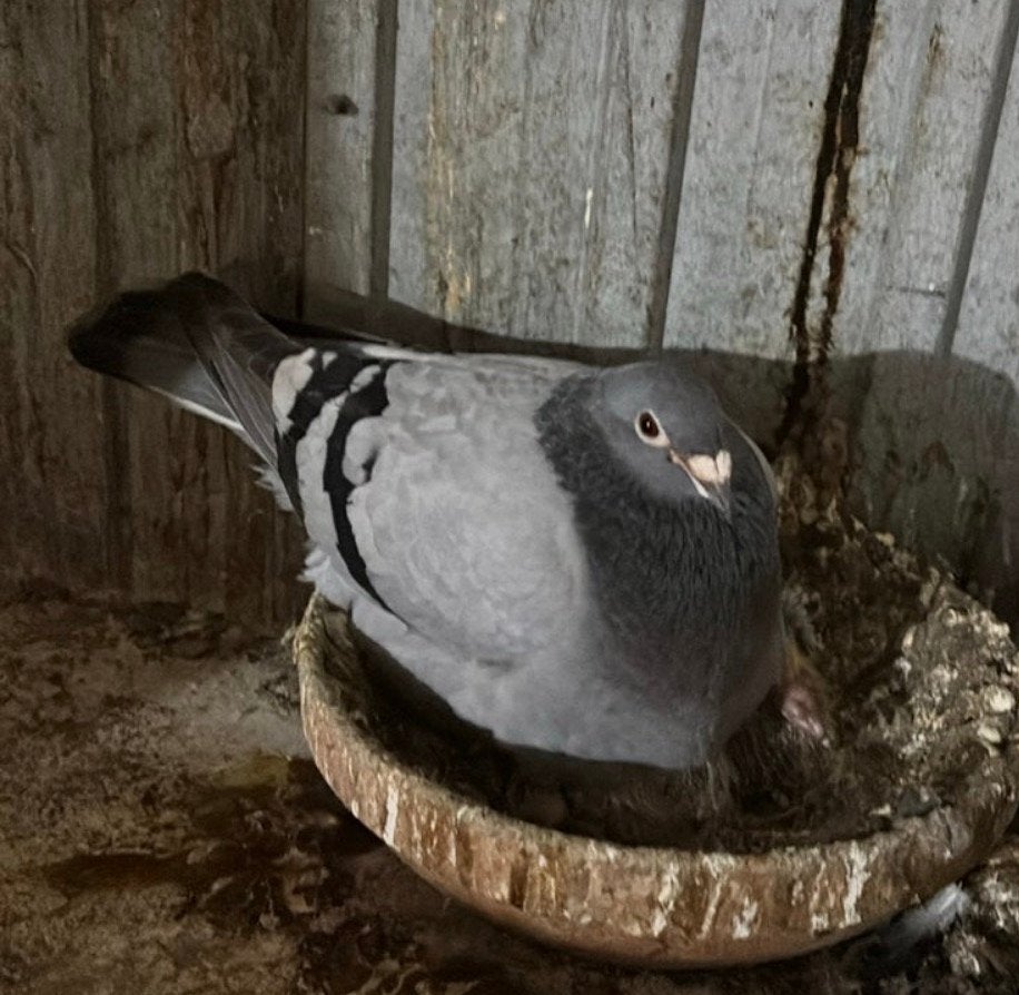 5 postduiven, Dieren en Toebehoren, Meerdere dieren, Postduif