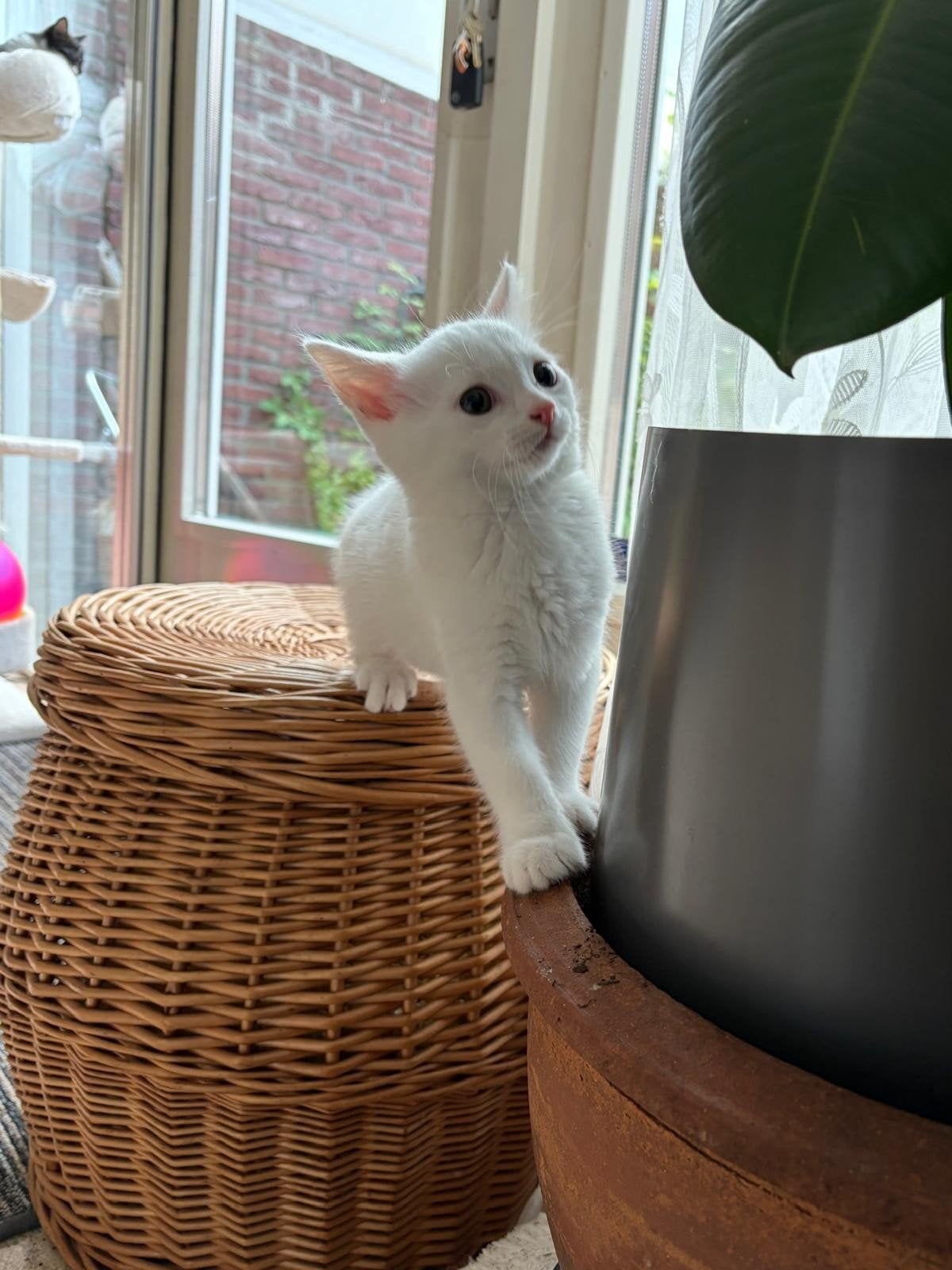 3 Kittens te koop (1 wit), Meerdere dieren, Kortharig, 0 tot 2 jaar