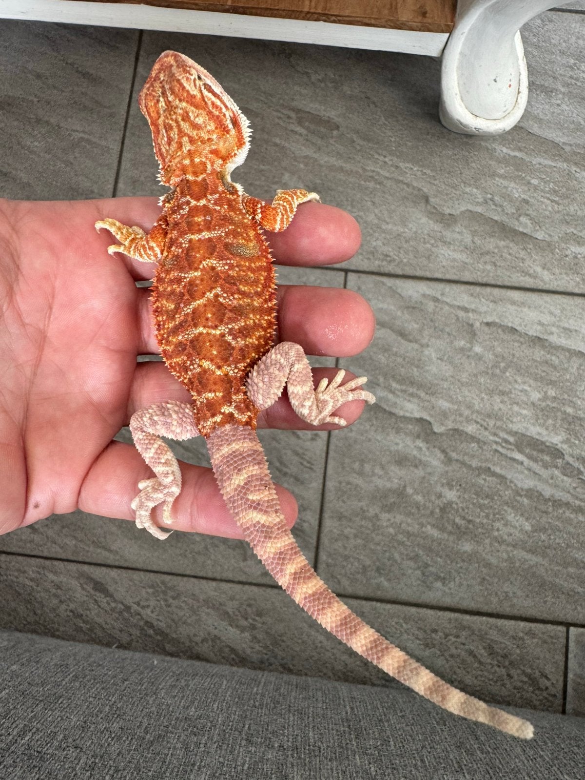Baardagaam vrouwtje 11 weken oud, Dieren en Toebehoren, Hagedis, 0 tot 2 jaar