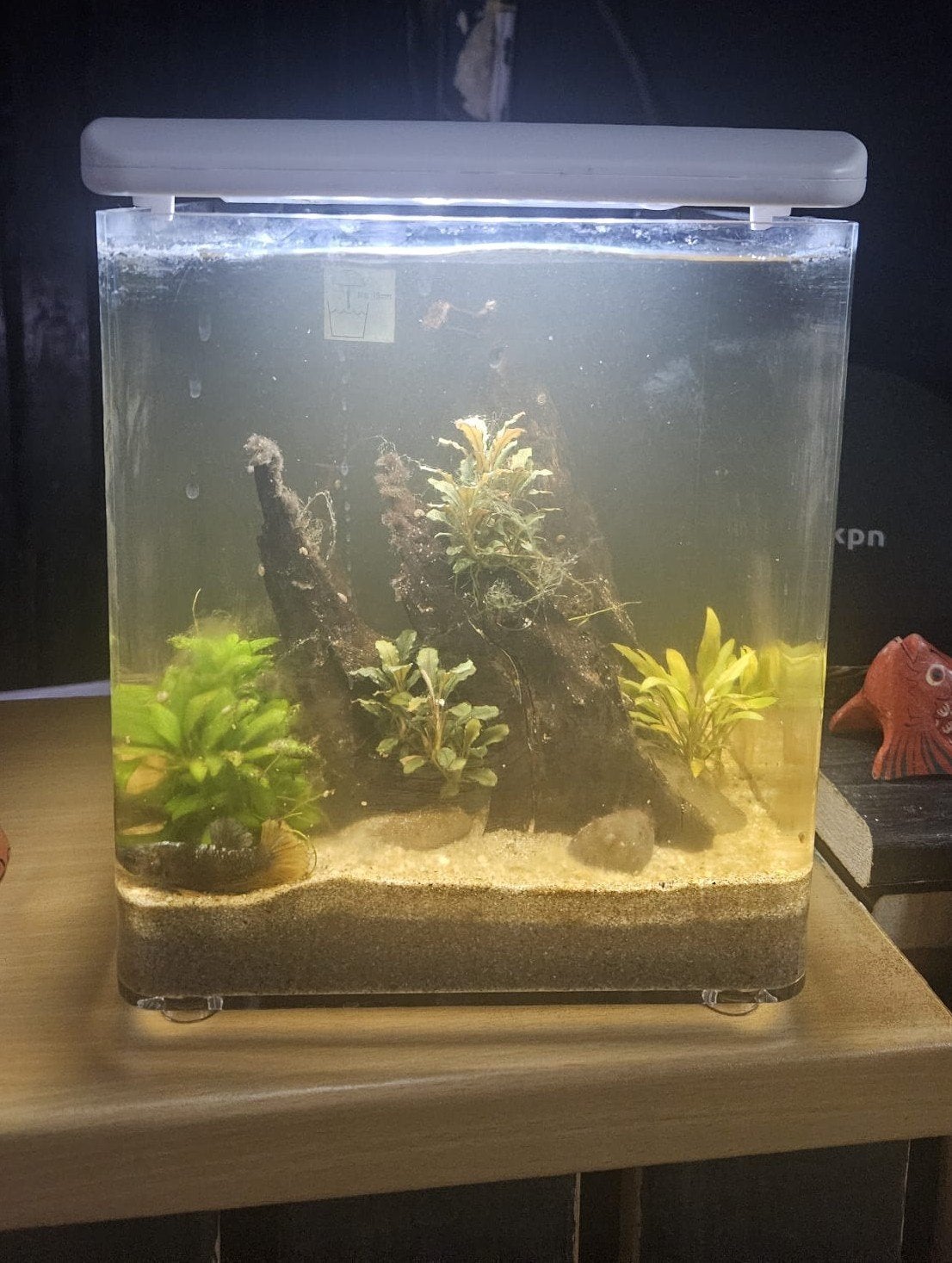 Superfish home 8, Ophalen, Superfish, Inclusief toebehoren, Gevuld zoetwateraquarium