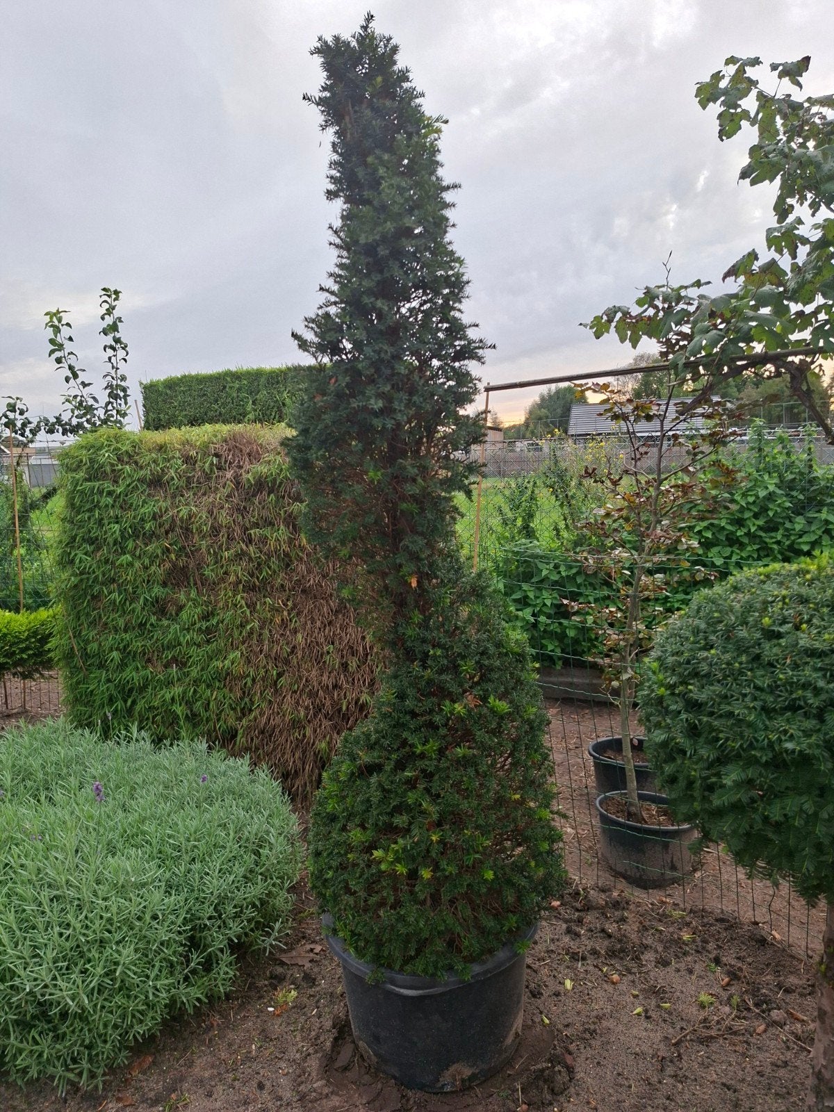 Taxus spiraalboom 180cm - Prachtige vormsnoei, Vaste plant, Bloeit niet, Halfschaduw, Ophalen