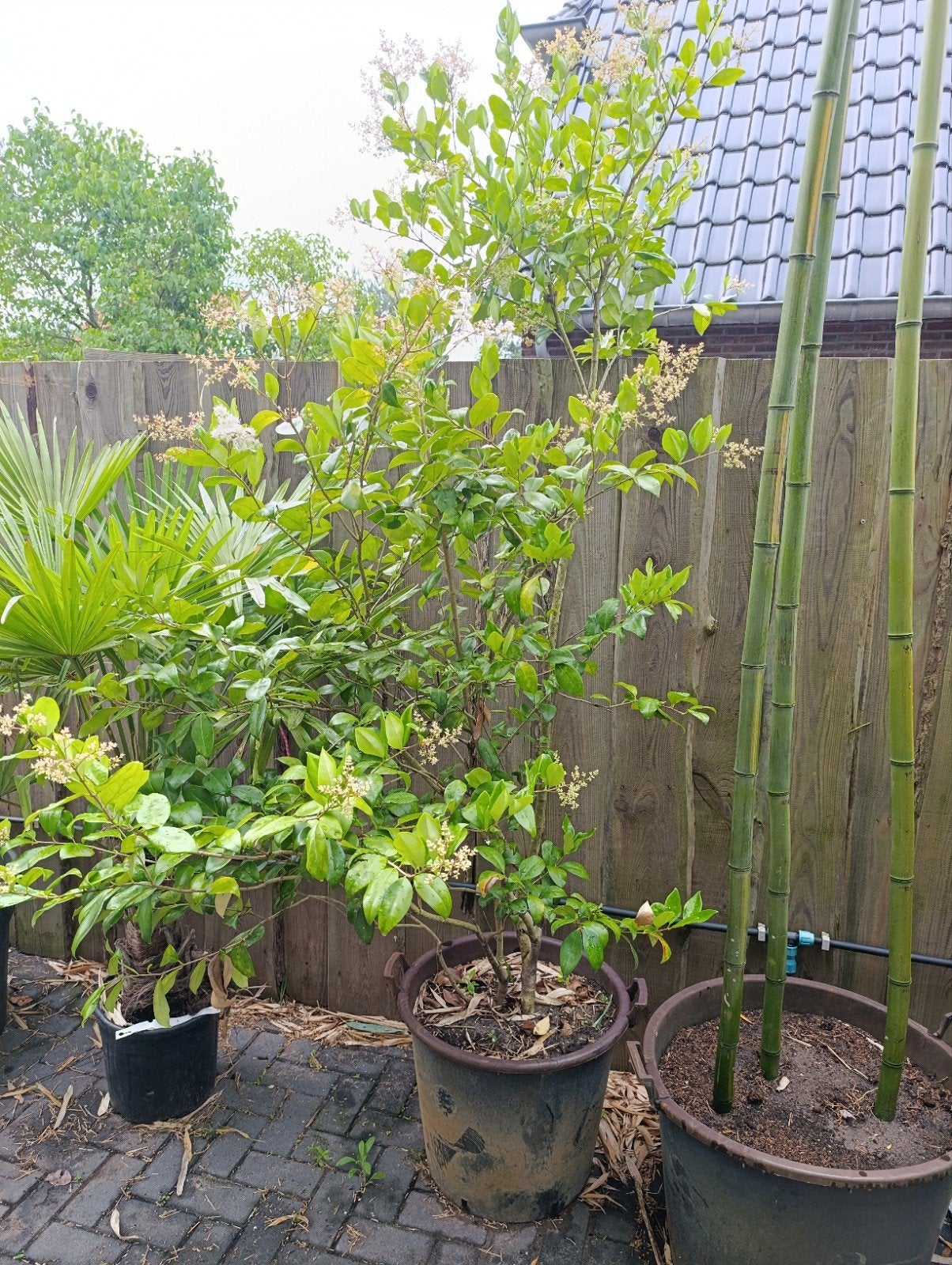 Japanse Liguster - Wintergroene Haagplant, Ophalen, Overige soorten, Volle zon
