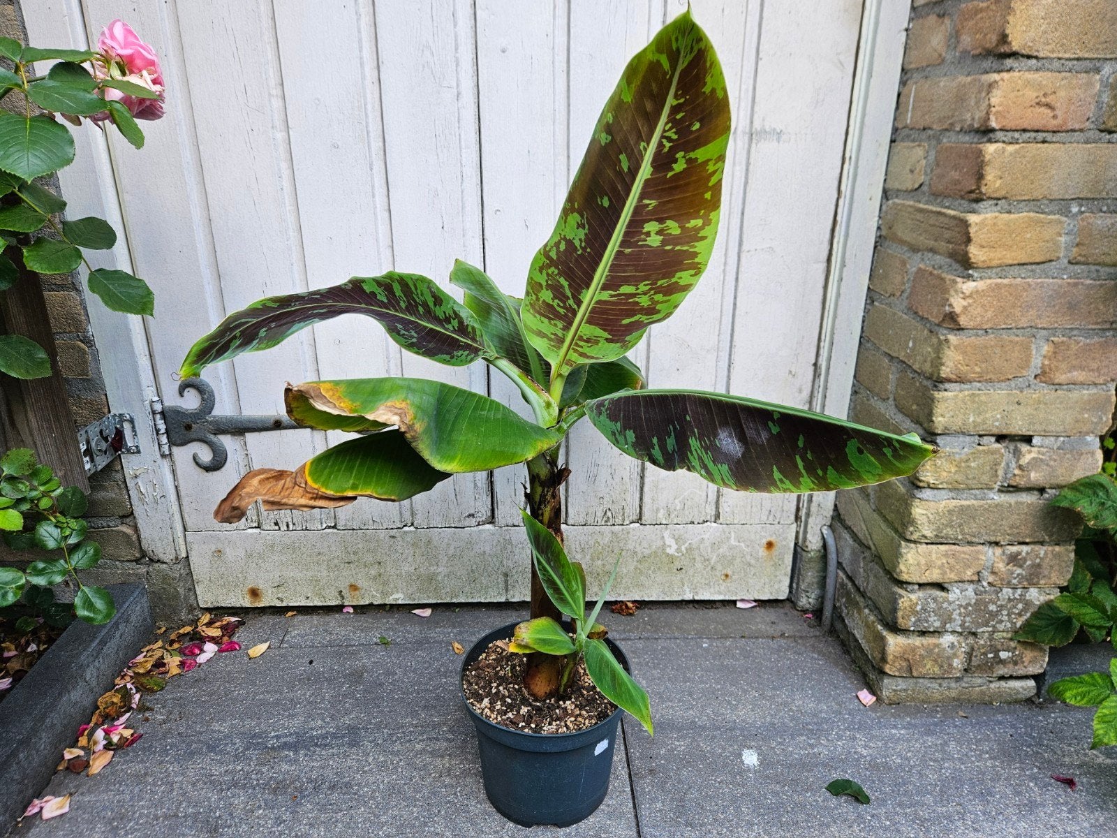 Musa 'Dwarf Cavendish' - bananenplant, Ophalen, Halfschaduw, Minder dan 100 cm