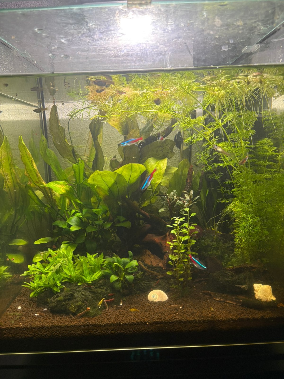Endler Guppen te koop, Ophalen, Nieuw, Gevuld zoetwateraquarium, Superfish