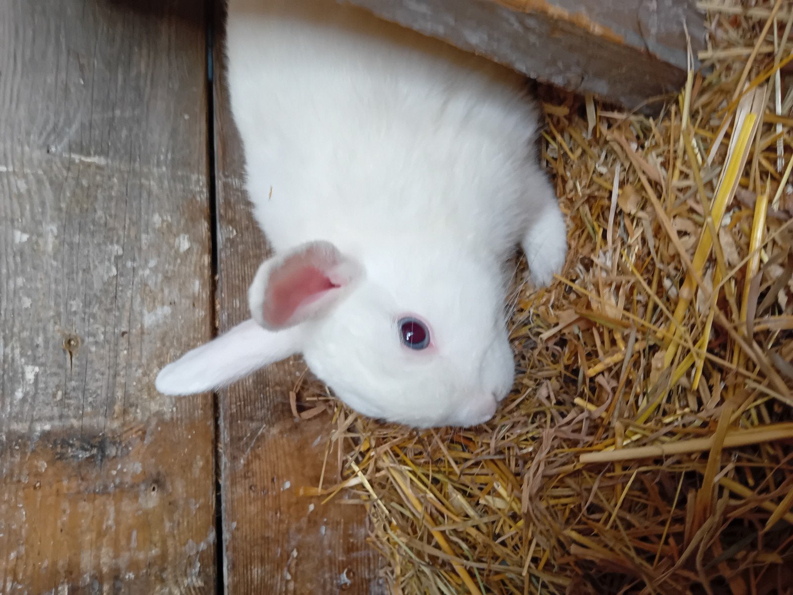 konijnen, Dieren en Toebehoren, Mannelijk, Dwerg, 0 tot 2 jaar