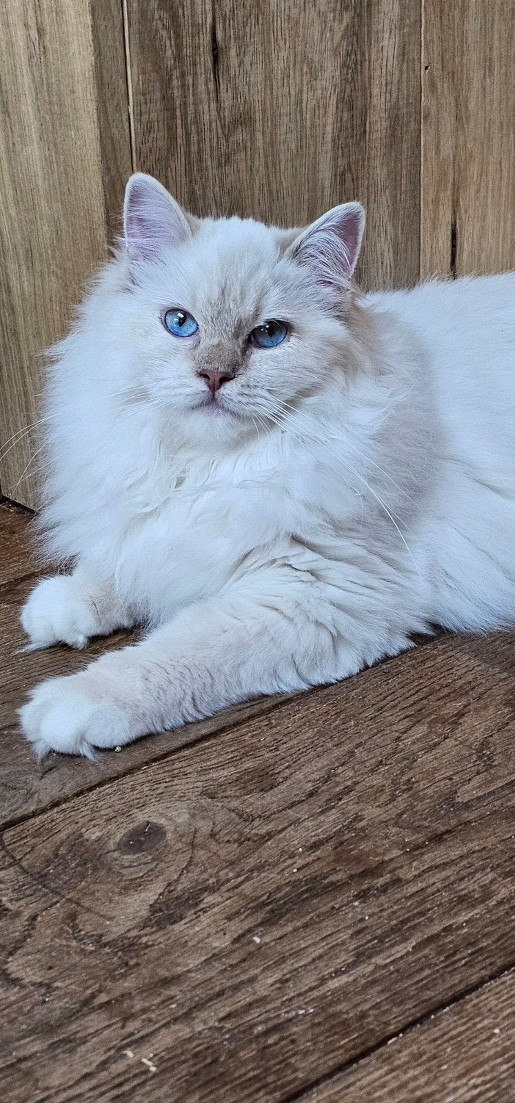 Lilac lynx point mitted Ragdoll poes met Stamboom, Poes, Met stamboom